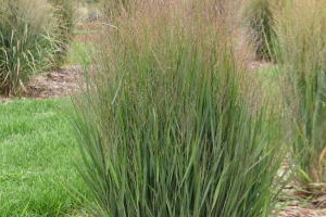 Grass Panicum 'Half Pint' New 2025